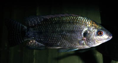 Oreochromis niloticus vulcani